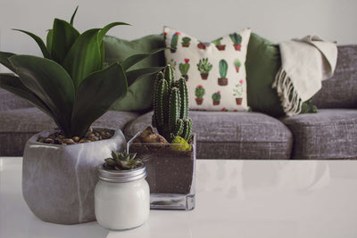 Keep Your Indoor Air Clean with These Air Purifying House Plants