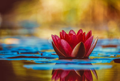 Blossom into Your Best Self this Spring - Spring Wellness Tips